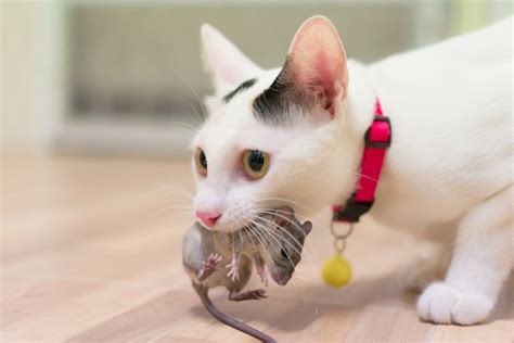 Cat Eating A Mouse Photo Free Download