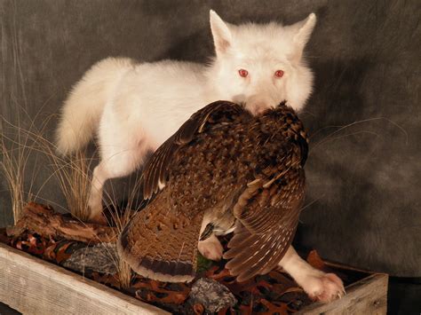 Albino Red Fox 4 Albino Red Fox With Ruffed Grouse Woodla Flickr
