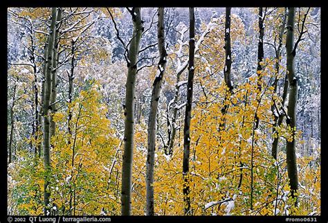 Picturephoto Yellow Aspens With Fresh Snow Rocky Mountain National Park