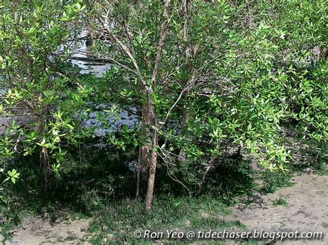 Maybe you would like to learn more about one of these? tHE tiDE cHAsER: Api-api Putih (Avicennia alba)