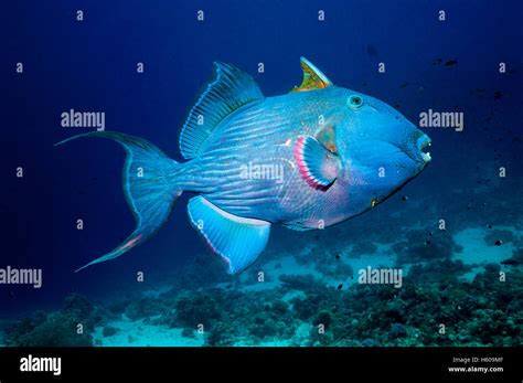 Blue Rippled Triggerfish Pseudobalistes Fuscus Hi Res Stock Photography