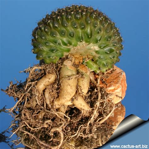 This guide also applies to thanksgiving and easter cacti, as long as you tweak the schedule to accommodate. Copiapoa humilis forma cristata