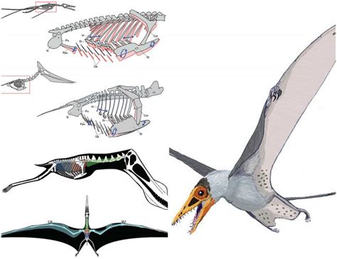 Discovered 200 Million Year Old Skull Of A New Species Of Pterosaur Is Recovered In Patagonia