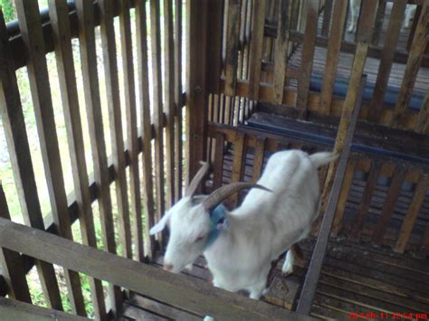 Harga kambing qurban 2019 ponorogo untuk warga ponorogo dan sekitarnya, yang akan dan ingin menunaikan ibadah qurban tahun 20… Ternakan Kambing di Kampung Muda Jaya, Pagoh: Kursus ...