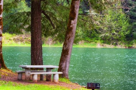 Picnic Table On Shore Of Hagg Lake Stock Photo Image Of Trees Grass