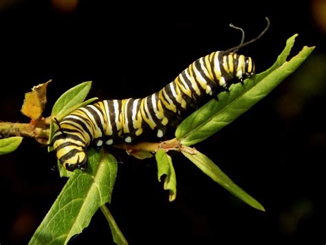Monarch Caterpillar Smithsonian Photo Contest Smithsonian Magazine