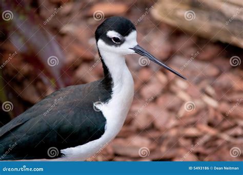Bird With Long Beak Stock Photo Image Of Outdoor Outdoors 5493186