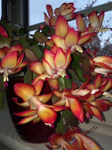 Care of flowers on christmas cacti. Christmas Cactus - SAMBA BRAZIL - Red & Yellow Flowers - 5 ...
