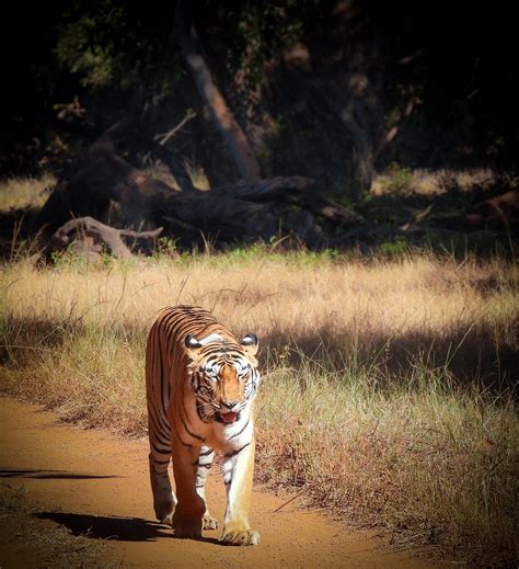 Tigress Chhoti Tara At Tadoba Tiger Reserve India Decem Flickr