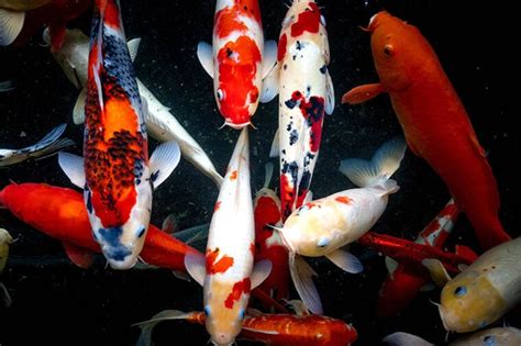 How Lengthy Do Koi Fish Reside Common And Max Lifespan Pets Fame