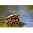 How To Identify Ontarios 8 Species Of Turtles  Cottage Life