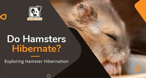 Do Hamsters Hibernate Exploring Hamster Hibernation