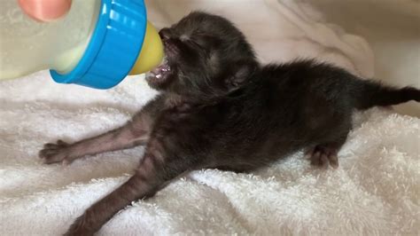 生後1週間の子猫がミルクを飲む Youtube