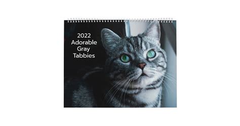 Adorable Gray Tabbies 2022 Calendar Zazzle