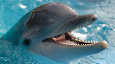 Dolphins Use Coral Reef To Treat Skin Conditions Study Suggests Fox News
