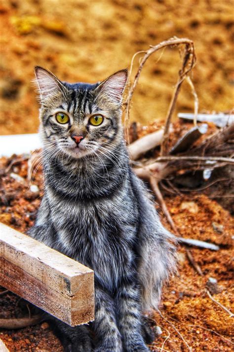 Kucing yang comel dan gebu memang mampu untuk menarik perhatian dan menghiburkan kita. 20 Koleksi Gambar Kucing Comel Bernama Tambi