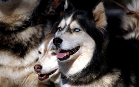Black And Brown Siberian Huskies Animals Dog Hd Wallpaper Wallpaper