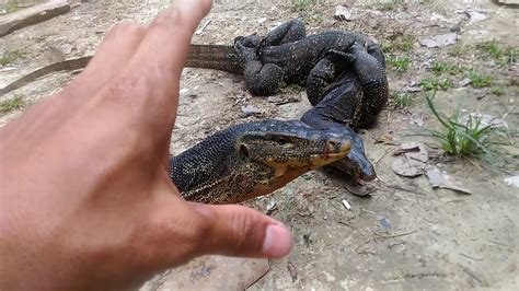 Download gambar biawak panggang semaunya untuk wallpapers hp, pc, komputer, hp android, iphone, tab atau tablet yang dapat membuat lebih menarik di perangkat anda. Tangkap biawak besar..amazing, - YouTube