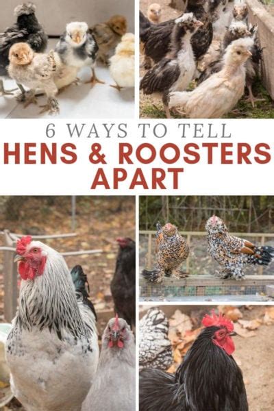 How To Tell Hens And Roosters Apart Whats The Difference