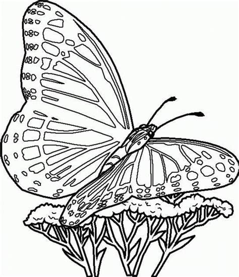 Monarch Butterfly Coloring Book Page Monarch Butterfly Coloring Pages