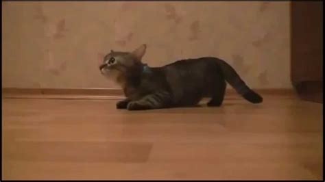 Vídeos De Caídas Chistosas De Gatos Funny Videos Of Cats Falling