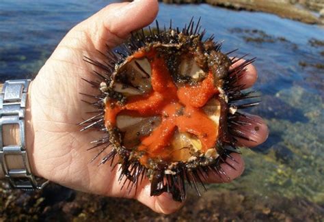 Edible Sea Urchins And Uni Sashimi