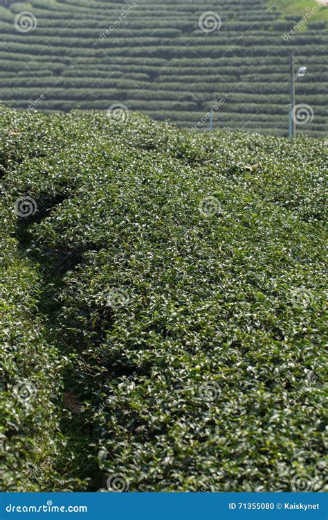 Tea Tree Plantation Stock Photo Image Of Lush Farm 71355080