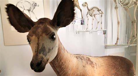 Here's what they look like, how the name of the letter is pronounced, and how the letter sounds when spoken. Animal Alphabet: O is for Okapi - Museum of Zoology Blog
