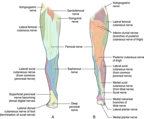 Ilioinguinal Iliohypogastric And Genitofemoral Nerves And Lateral