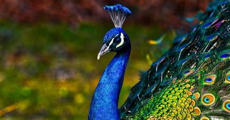 Peacock Bird Facts Localizador