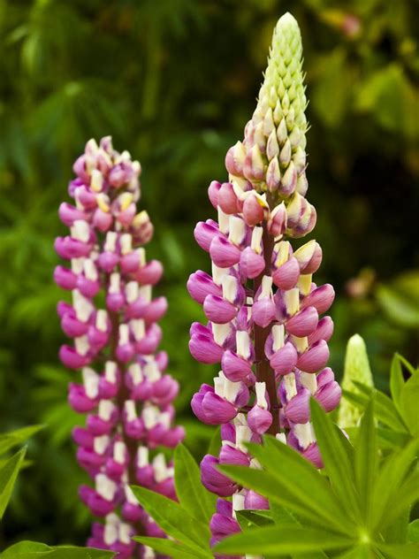 Russell Lupins Tony Fawcetts Guide To Growing Flower In Your Garden
