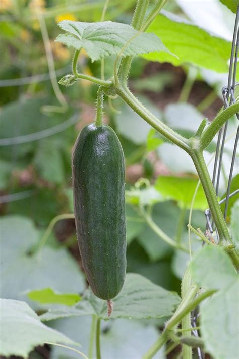 Growing Cucumbers Bonnie Plants Cucumbers On A