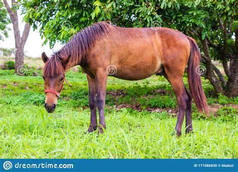 Horse Eating Grass Stock Photo Image Of Horse Field 171086830