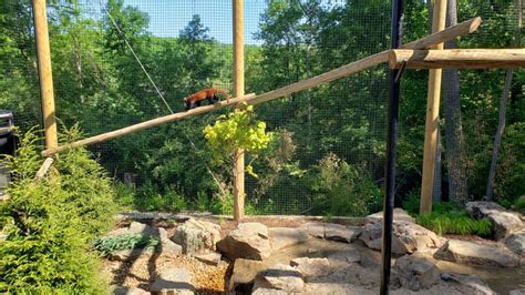 Fort Wayne Zoo Opens Red Panda Exhibit