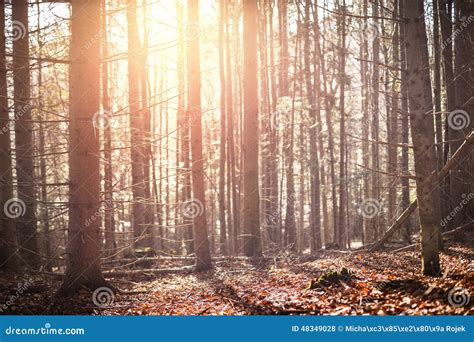 Autumn Pine Forest Stock Photo Image Of Fresh Evening 48349028