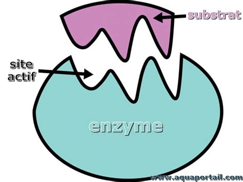 Learn to pronounce enzyme in american, british, australian, and welsh english. Enzyme : définition et explications