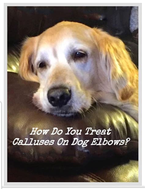 How To Treat And Prevent Calluses On Dog Elbows That Can Bleed Pethelpful