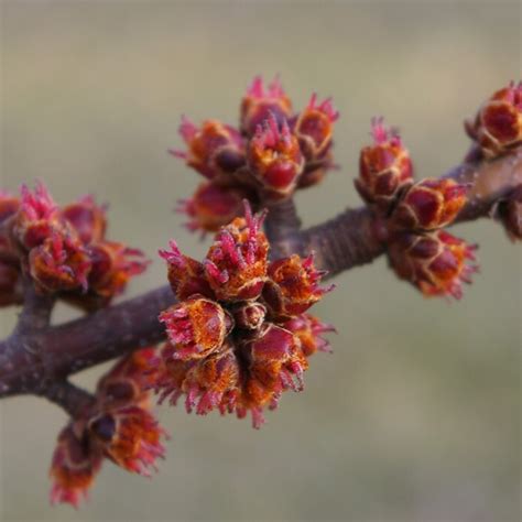 In Spring When Maple Buds Are Red The Daily Gardener
