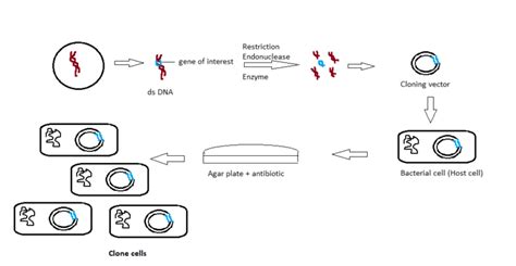 Introduction To Gene Cloning And Steps Of Gene Cloning Competitors Point