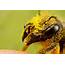 Incredible Close Up Macro Photography Of Insects By Dalentech 