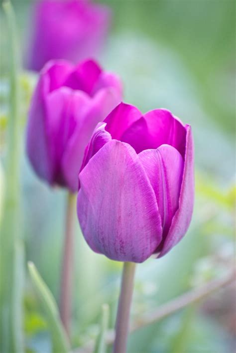 Maybe you would like to learn more about one of these? My Lakewood, Colorado garden is full of blooms!