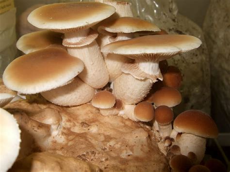 3 Medicinal Mushrooms Anyone Can Find - Off The Grid News