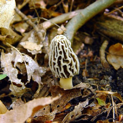 Michigan Morel Stuffed Mushrooms Morels Mushroom Hunting