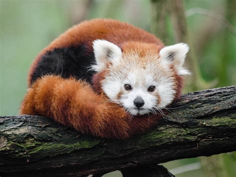 Why are Red Pandas endangered? Red Panda facts (Ailurus fulgens)