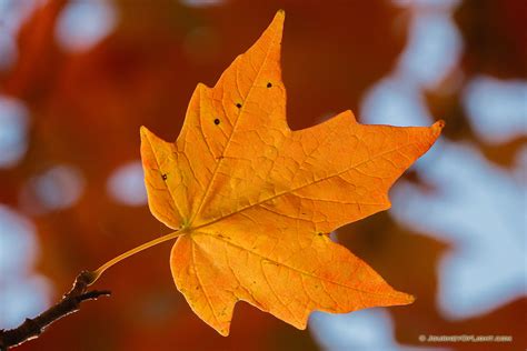 A Set Of Autumn Orange Leaves Hang Off A Maple Tree At