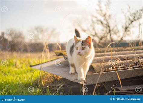 Cute White Kitten Walk In The Rural Garden Lovely Young Cat Hunt