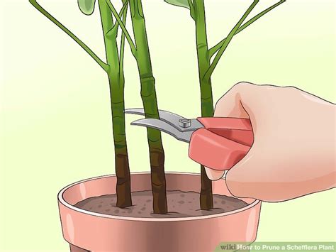 Compare too … and not … enough: How to Prune a Schefflera Plant: 7 Steps (with Pictures ...