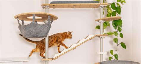 why do cats need to climb