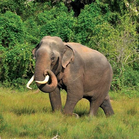 What Is The National Animal Of Sri Lanka Quora