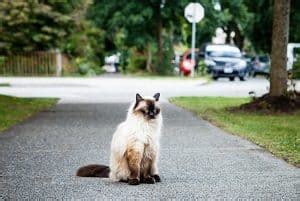 Home→cat breeds→balinese cat→are balinese cats hypoallergenic? The Difference Between Siamese And Balinese Cats | FAQcats.com